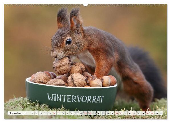 Eichhörnchen - Kleine Fotomodelle mit großem Charme (Wandkalender 2027 DIN A2 quer), CALVENDO Monatskalender