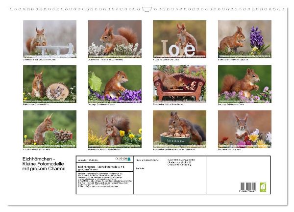 Eichhörnchen - Kleine Fotomodelle mit großem Charme (Wandkalender 2027 DIN A2 quer), CALVENDO Monatskalender