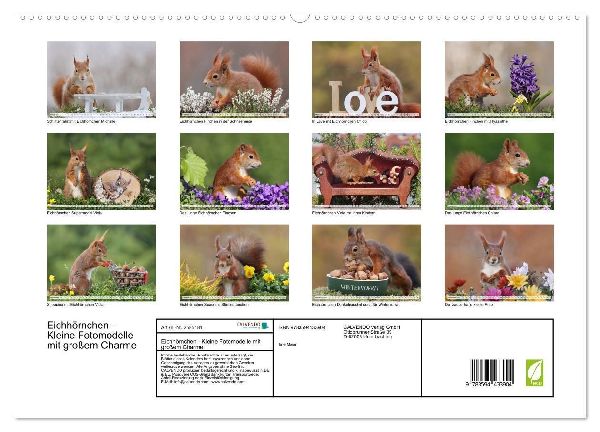 Eichhörnchen - Kleine Fotomodelle mit großem Charme (hochwertiger Premium Wandkalender 2027 DIN A2 quer), Kunstdruck in Hochglanz
