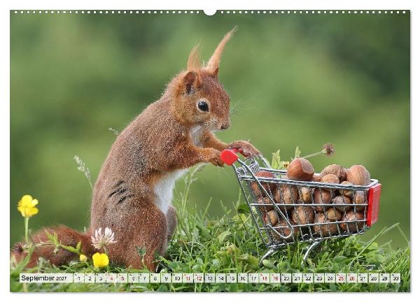 Eichhörnchen - Kleine Fotomodelle mit großem Charme (hochwertiger Premium Wandkalender 2027 DIN A2 quer), Kunstdruck in Hochglanz