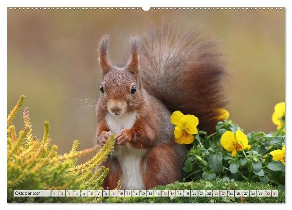 Eichhörnchen - Kleine Fotomodelle mit großem Charme (hochwertiger Premium Wandkalender 2027 DIN A2 quer), Kunstdruck in Hochglanz