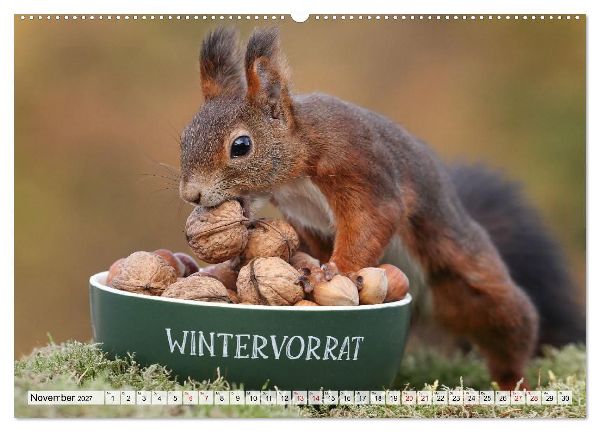 Eichhörnchen - Kleine Fotomodelle mit großem Charme (hochwertiger Premium Wandkalender 2027 DIN A2 quer), Kunstdruck in Hochglanz