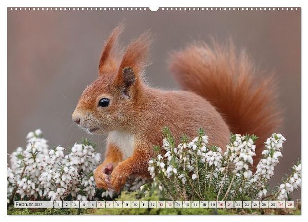 Eichhörnchen - Kleine Fotomodelle mit großem Charme (hochwertiger Premium Wandkalender 2027 DIN A2 quer), Kunstdruck in Hochglanz
