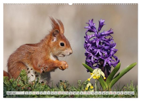 Eichhörnchen - Kleine Fotomodelle mit großem Charme (hochwertiger Premium Wandkalender 2027 DIN A2 quer), Kunstdruck in Hochglanz