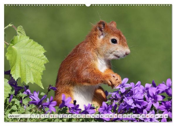 Eichhörnchen - Kleine Fotomodelle mit großem Charme (hochwertiger Premium Wandkalender 2027 DIN A2 quer), Kunstdruck in Hochglanz