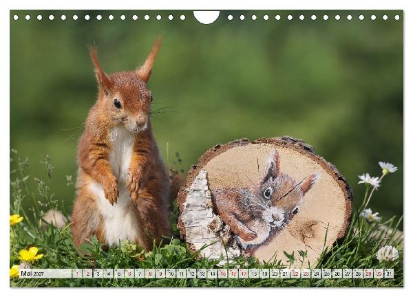 Eichhörnchen - Kleine Fotomodelle mit großem Charme (Wandkalender 2027 DIN A4 quer), CALVENDO Monatskalender