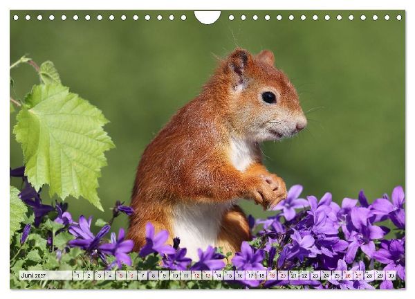 Eichhörnchen - Kleine Fotomodelle mit großem Charme (Wandkalender 2027 DIN A4 quer), CALVENDO Monatskalender