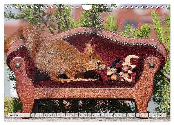 Eichhörnchen - Kleine Fotomodelle mit großem Charme (Wandkalender 2027 DIN A4 quer), CALVENDO Monatskalender