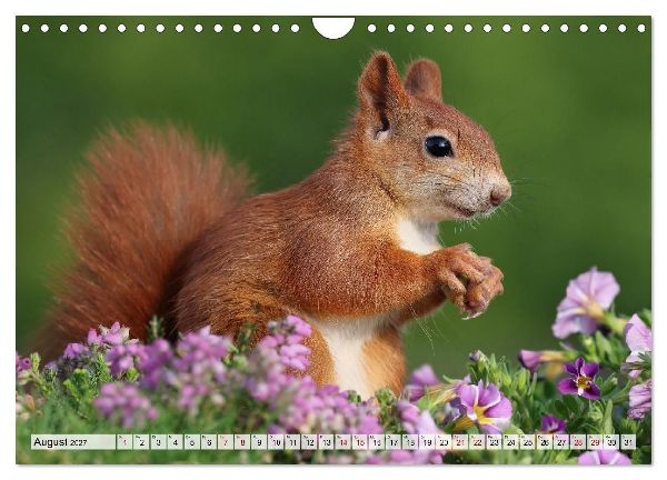 Eichhörnchen - Kleine Fotomodelle mit großem Charme (Wandkalender 2027 DIN A4 quer), CALVENDO Monatskalender
