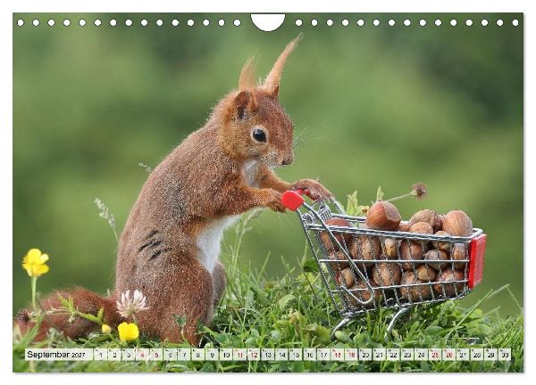 Eichhörnchen - Kleine Fotomodelle mit großem Charme (Wandkalender 2027 DIN A4 quer), CALVENDO Monatskalender