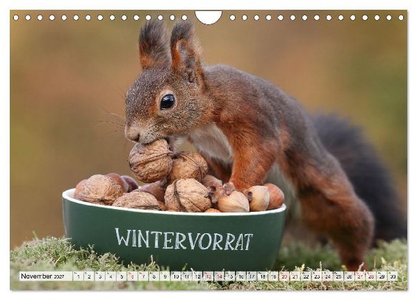 Eichhörnchen - Kleine Fotomodelle mit großem Charme (Wandkalender 2027 DIN A4 quer), CALVENDO Monatskalender