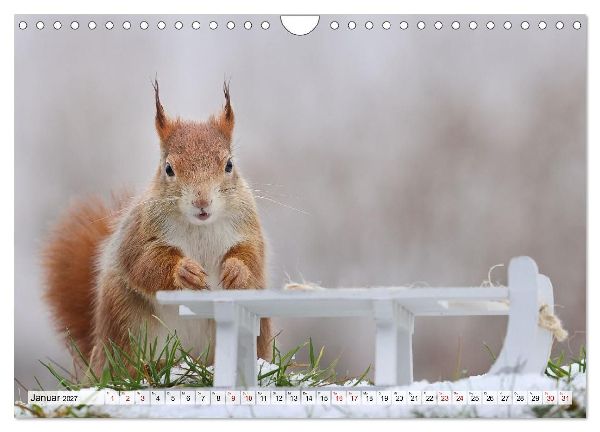 Eichhörnchen - Kleine Fotomodelle mit großem Charme (Wandkalender 2027 DIN A4 quer), CALVENDO Monatskalender