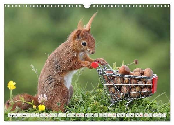 Eichhörnchen - Kleine Fotomodelle mit großem Charme (Wandkalender 2027 DIN A3 quer), CALVENDO Monatskalender