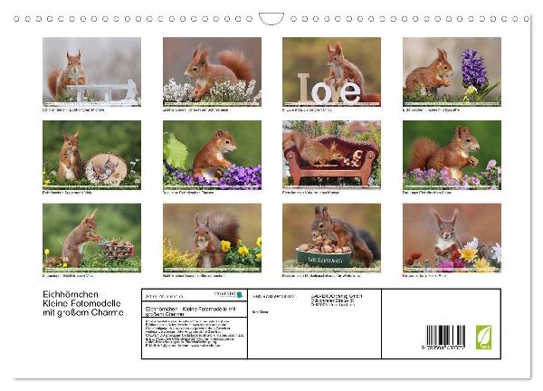 Eichhörnchen - Kleine Fotomodelle mit großem Charme (Wandkalender 2027 DIN A3 quer), CALVENDO Monatskalender