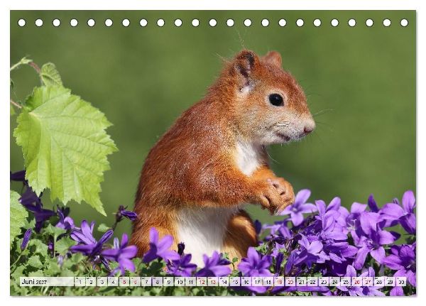 Eichhörnchen - Kleine Fotomodelle mit großem Charme (Tischkalender 2027 DIN A5 quer), CALVENDO Monatskalender