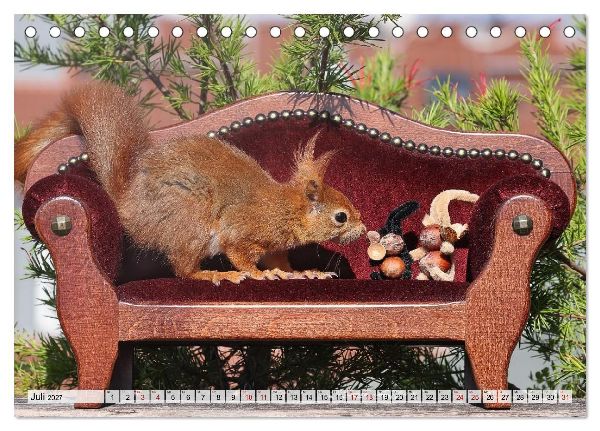 Eichhörnchen - Kleine Fotomodelle mit großem Charme (Tischkalender 2027 DIN A5 quer), CALVENDO Monatskalender