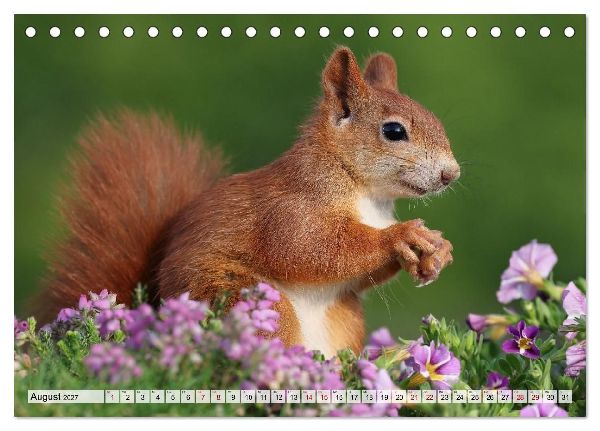 Eichhörnchen - Kleine Fotomodelle mit großem Charme (Tischkalender 2027 DIN A5 quer), CALVENDO Monatskalender