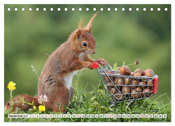 Eichhörnchen - Kleine Fotomodelle mit großem Charme (Tischkalender 2027 DIN A5 quer), CALVENDO Monatskalender