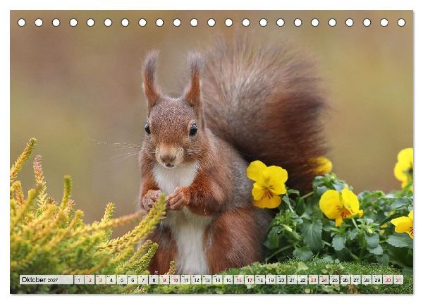 Eichhörnchen - Kleine Fotomodelle mit großem Charme (Tischkalender 2027 DIN A5 quer), CALVENDO Monatskalender