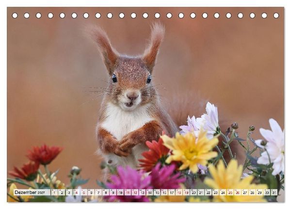Eichhörnchen - Kleine Fotomodelle mit großem Charme (Tischkalender 2027 DIN A5 quer), CALVENDO Monatskalender