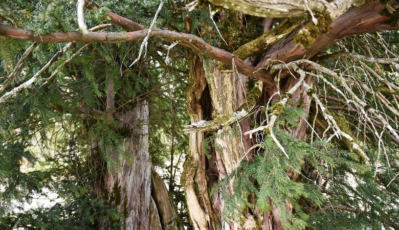 Ist das Deutschlands ältester Baum?