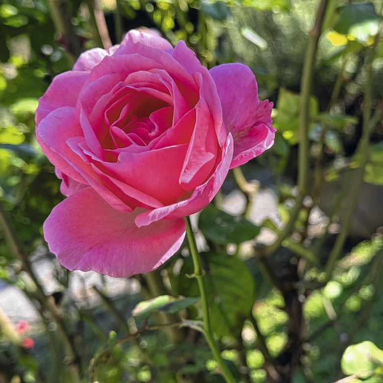 Die Schöpfung duftet